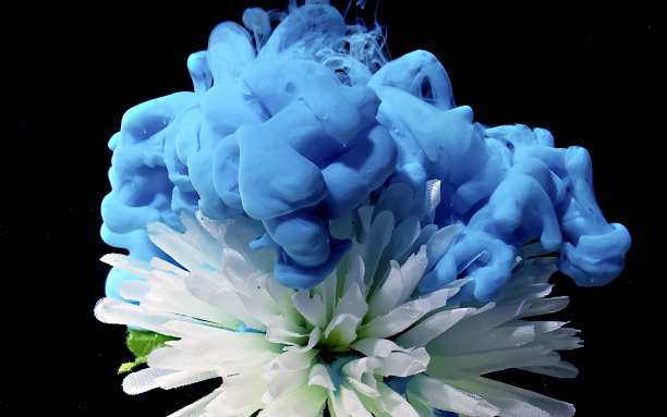 白色的菊花在一个奇妙的背景。图片下载