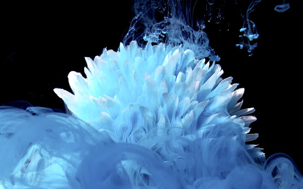 美丽的白色菊花在一个奇妙的背景图片下载