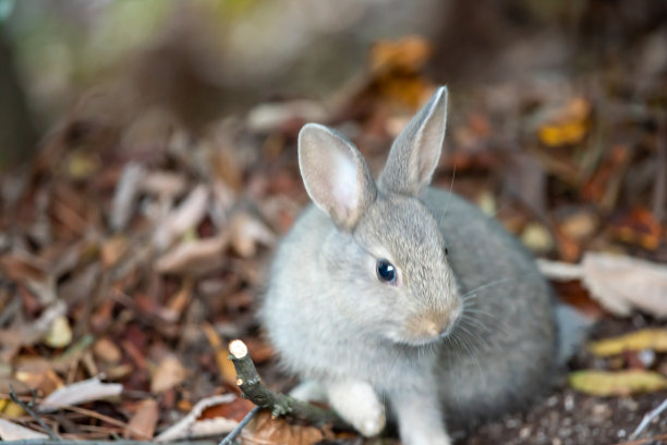 可爱的兔子图片素材ID：349698444