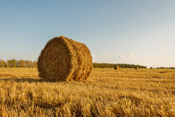 干草和稻草在田里被割完，在日落时打成捆图片下载