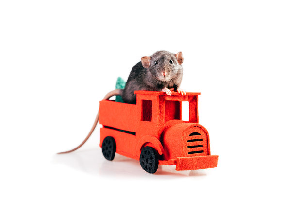 灰色的老鼠站在红色的毛毡机器上，后面有一棵圣诞树。新年礼物交付概念图片下载