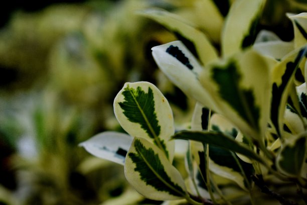 绿叶的特写图片下载