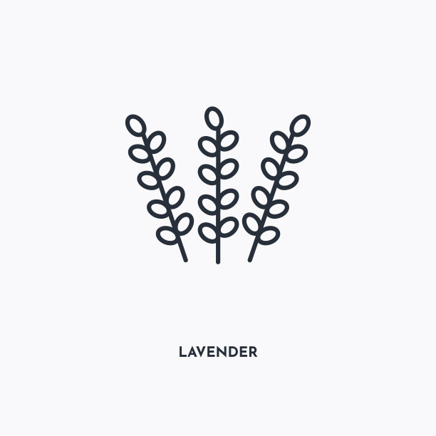 薰衣草轮廓图标。简单的线性元素插图。白色背景上的薰衣草图标。薄笔画可以用于网页，移动和UI。图片下载