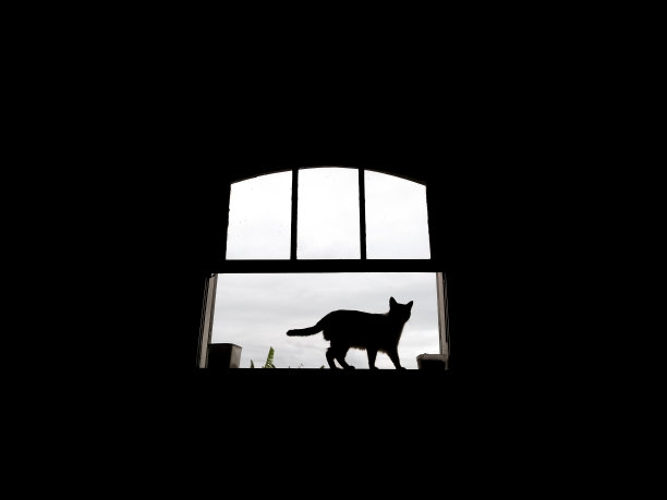 窗户上一只猫的剪影图片下载