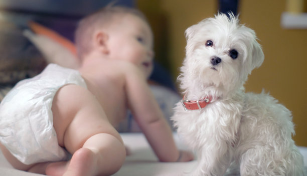 可爱的小男孩和他的马耳他狗玩图片下载