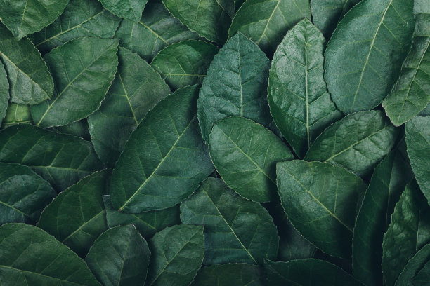 绿叶背景的特写图片下载