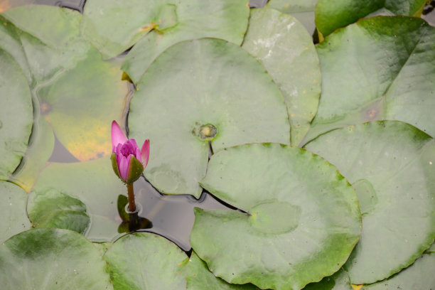 夏天池塘里的荷花盛开。图片下载