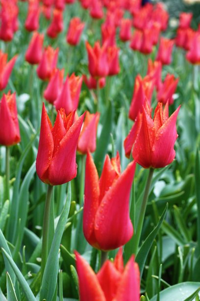 花园里有许多美丽的郁金香图片下载