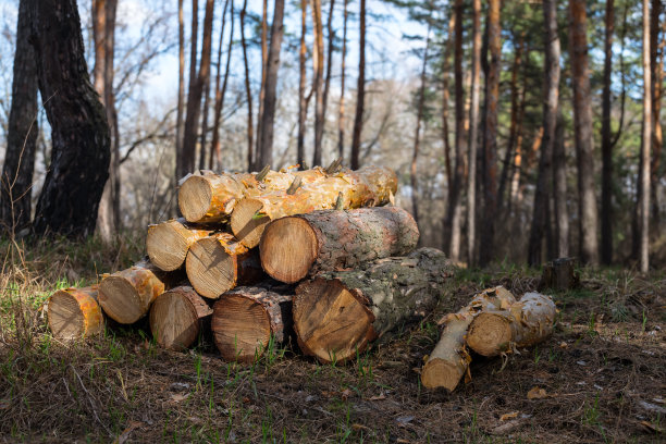 森林中的一堆松树树干图片下载