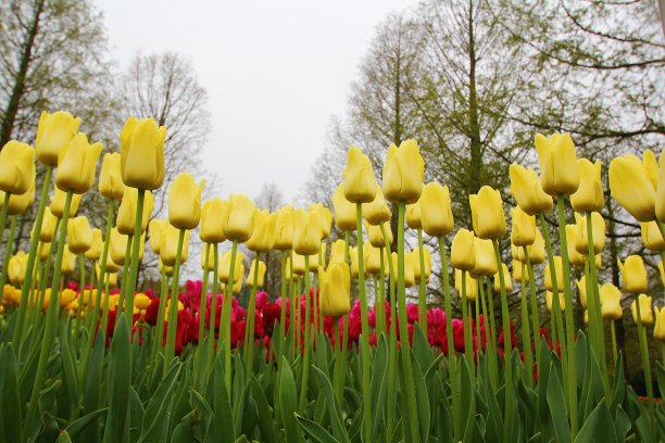 花园里有许多美丽的郁金香图片下载