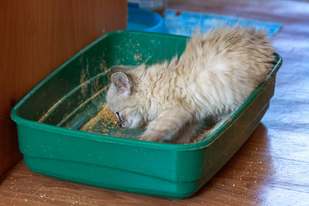 小猫在马桶里排便图片下载