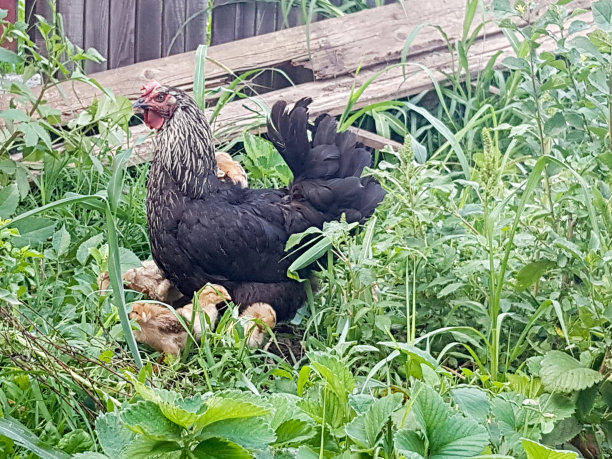 黑鸡和小鸡在一个夏天的一天在草丛中。图片下载