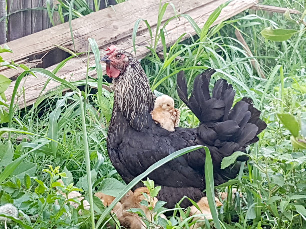 黑鸡和小鸡在一个夏天的一天在草丛中。图片下载