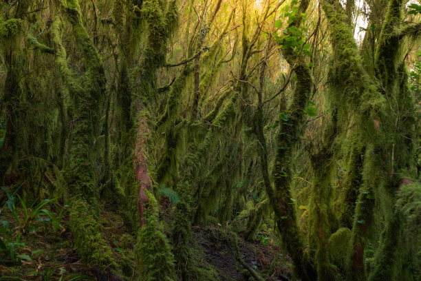 西班牙特内里费加那利群岛阿纳加公园的树木被麝香和植物所覆盖。野生的森林中生长着自然植被。背景阳光。未遭破坏的自然概念。图片下载