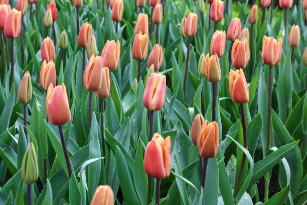 花园里有许多美丽的郁金香。图片下载