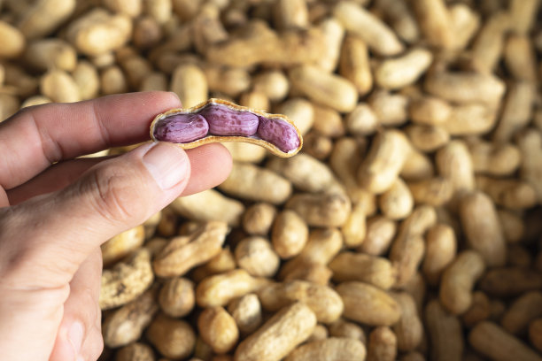 花生。图片下载