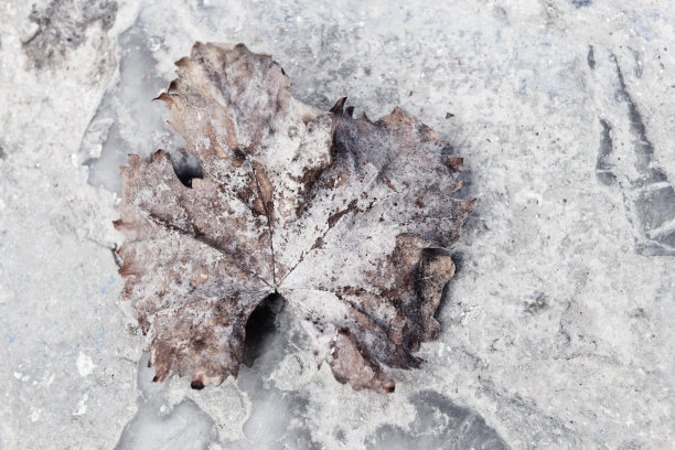 在摩洛哥谢夫沙万的麦地那，一片老的，干燥的，风化的叶子。图片下载