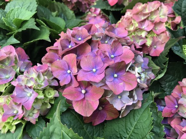 街上美丽的绣球花图片下载