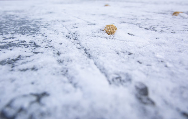 一堆海狸，冻在冬天的河里。图片下载