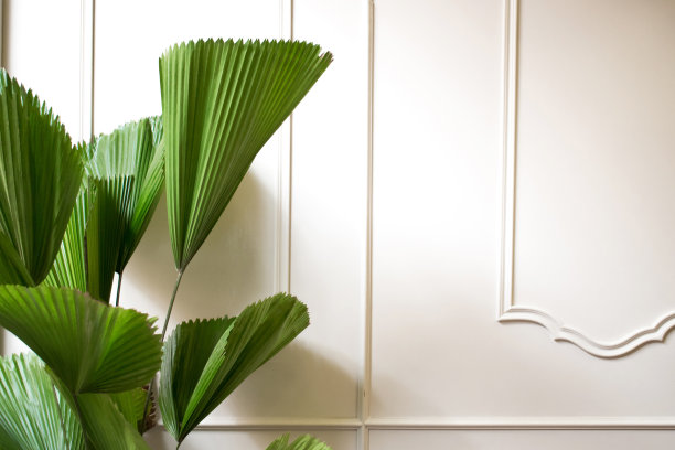 白色的树叶上挂着现代的墙壁，带有复制空间。图片下载