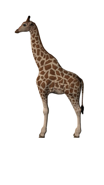 侧视图长颈鹿孤立的白色背景和干净的剪切3d渲染图片下载