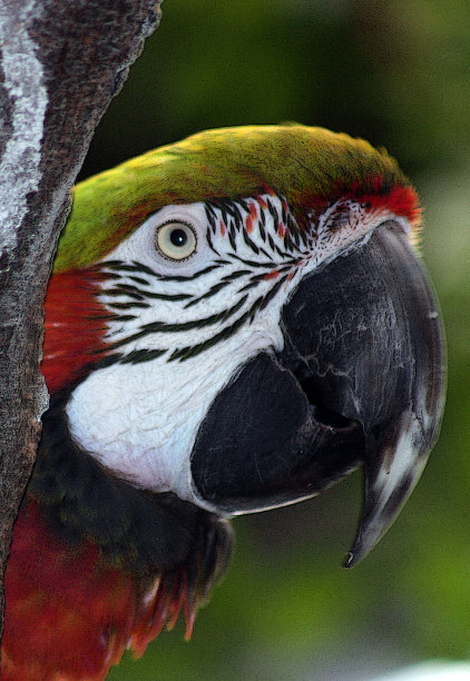 鹦鹉探出图片下载