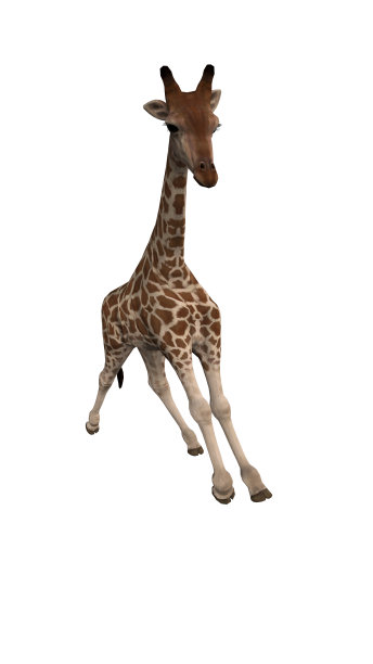广角前视图的长颈鹿运行在所有白色的背景3d渲染图片下载