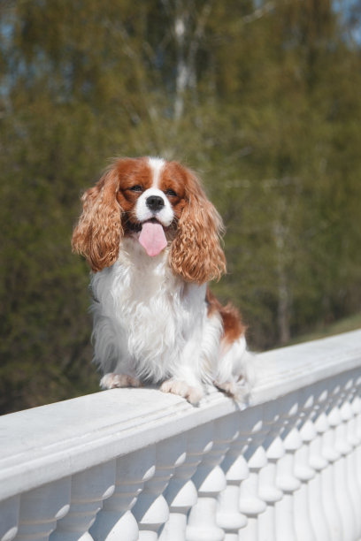 成年的查理士国王猎犬在夏天坐在户外白色的石膏栏杆上图片下载