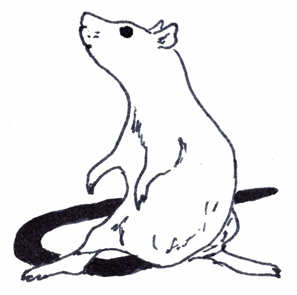 老鼠坐着。白色背景上的线性插图。图片下载