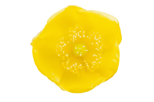 特写黄色hookerianum Wight & Arn。花。图片下载