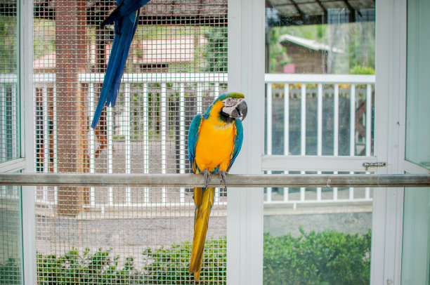 蓝色和黄色金刚鹦鹉肖像-阿拉阿拉劳那图片下载