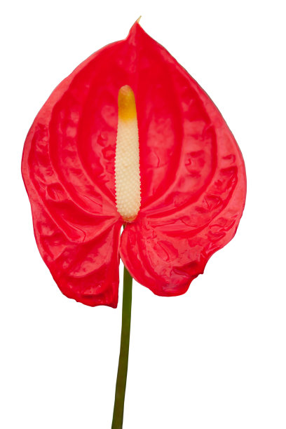 孤立在白色背景上的红色红掌花。图片下载