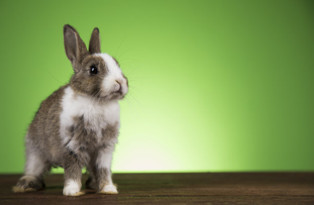 可爱的小兔子和复活节图片下载