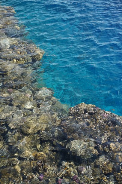 阳光明媚的红海珊瑚礁图片下载