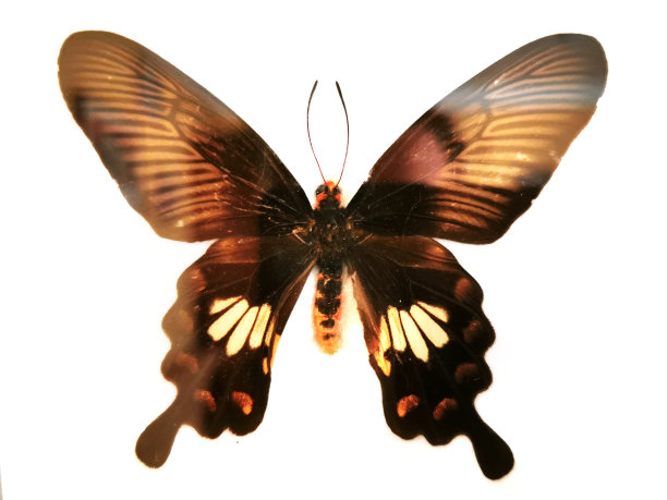 黑蝴蝶孤立图片下载