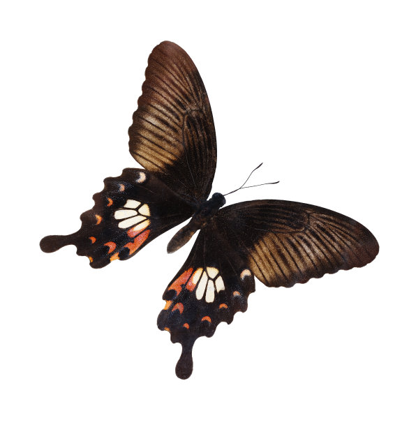 普通的蝴蝶图片下载