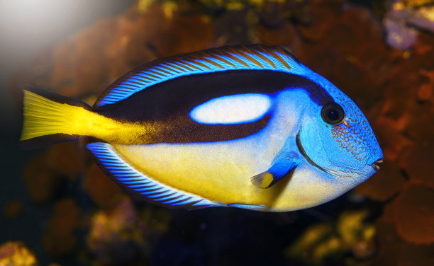 蓝刺尾鱼，受欢迎的热带水族馆宠物图片下载