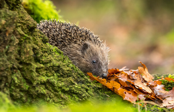刺猬，野生的，本土的，欧洲刺猬准备冬眠秋天与金色的橡树叶。图片下载