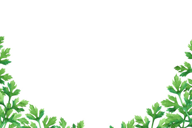 水彩新鲜的香菜图片下载
