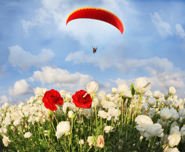 红色的大降落伞飞过田野图片下载