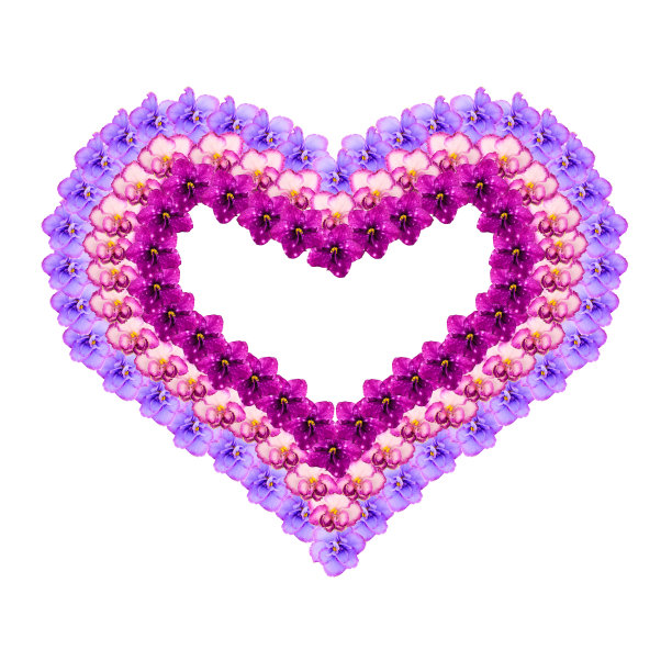 情人节的框架从彩色的花在一个白色的背景。用senpolia花蕾做成的心形情人节礼物。图片下载