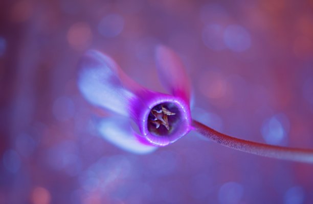 一个粉红色仙客来花的特写在一个模糊发光的粉红色背景图片下载