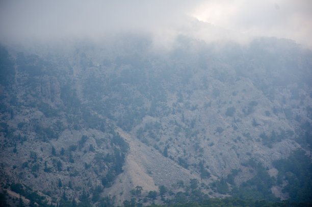 森林山坡在低空云雾与常绿针叶树笼罩在一个风景优美的景观视图图片下载