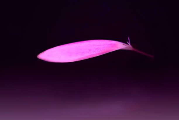 浮动花瓣抽象特写的粉红色花瓣在一个深粉色和黑色的背景图片下载