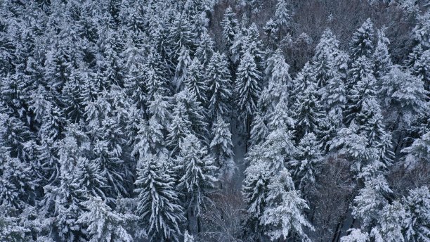 冬季雪林的鸟瞰图，雪中有冷杉、松树、云杉。俄罗斯,拉普兰。圣诞季节。美丽的纹理与树木，壁纸。图片下载