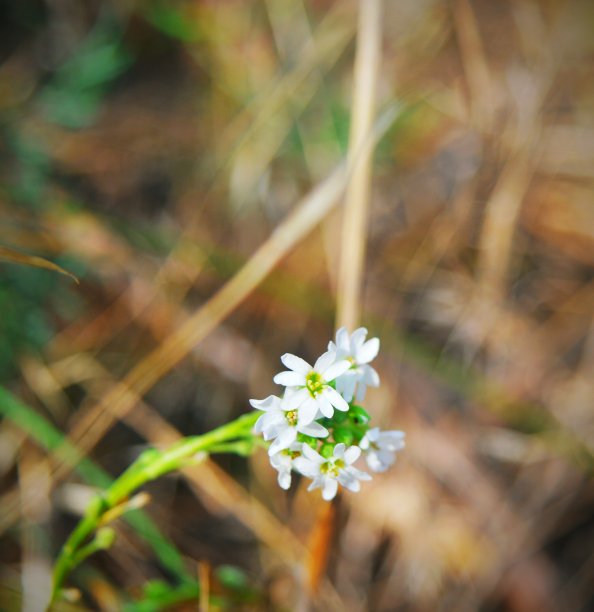 简单的美丽图片下载