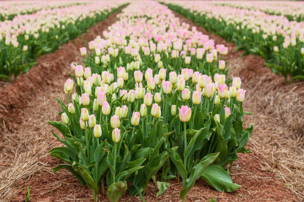 郁金香图片下载