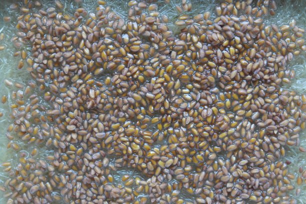 超级食物图片下载