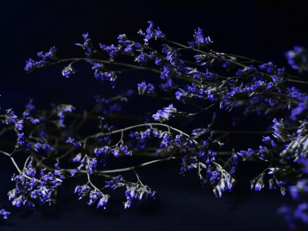 黑色背景上的蓝色小花。用蓝色的花来庆祝情人节的照片背景。有选择性的重点。图片下载