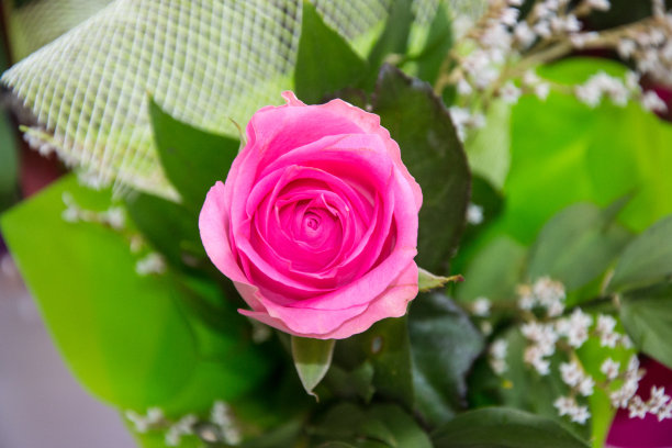 美丽的粉色玫瑰，商店里的花的特写，选择性的焦点，盛开的花束为3月8日的节日图片下载